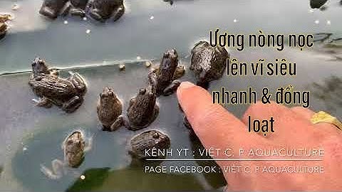 Quy trình ương nòng nọc lên vĩ siêu nhanh & siêu dầy và đồng loạt | Kỹ thuật chăm sóc nòng nọc.