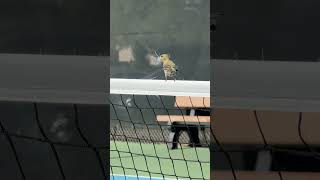 Bird Pecking At Pickleball Net