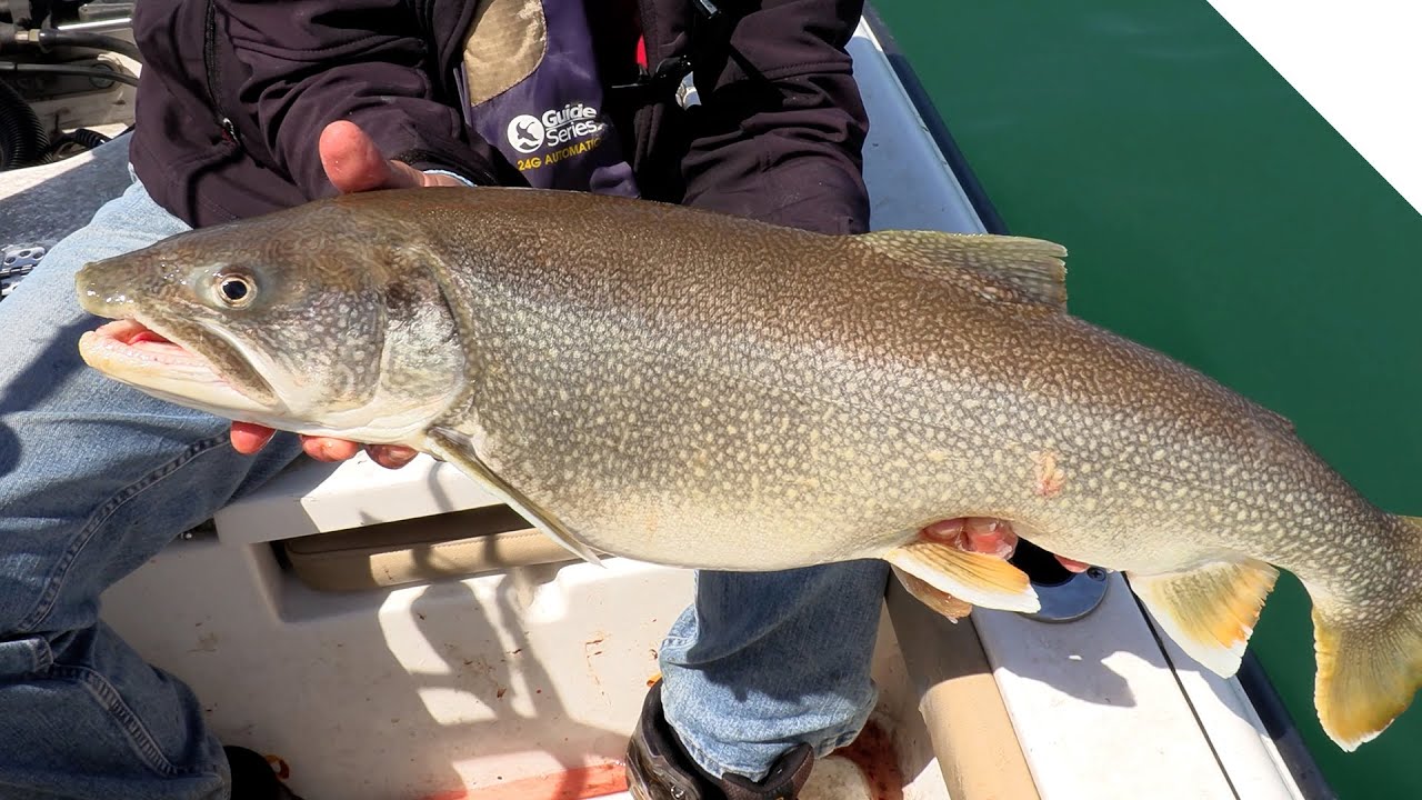 Flat Line Trolling for Lake Trout and Salmon: Tips and Techniques 