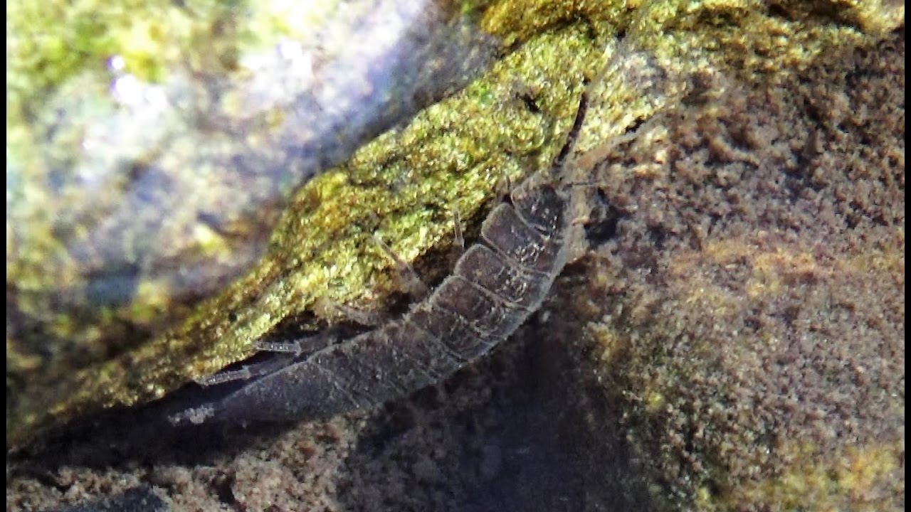 Aquatic Sow Bug foraging in a stream (Isopod Asellota Asellidae) YouTube
