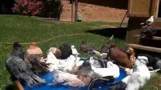 Indian Fantail Pigeons Enjoying Nice Sunny Day.