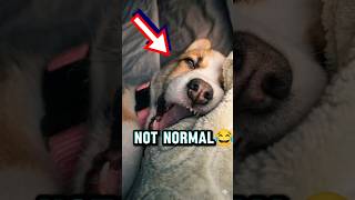 This Corgi Just Broke Reality 😂🐶#shorts #corgi