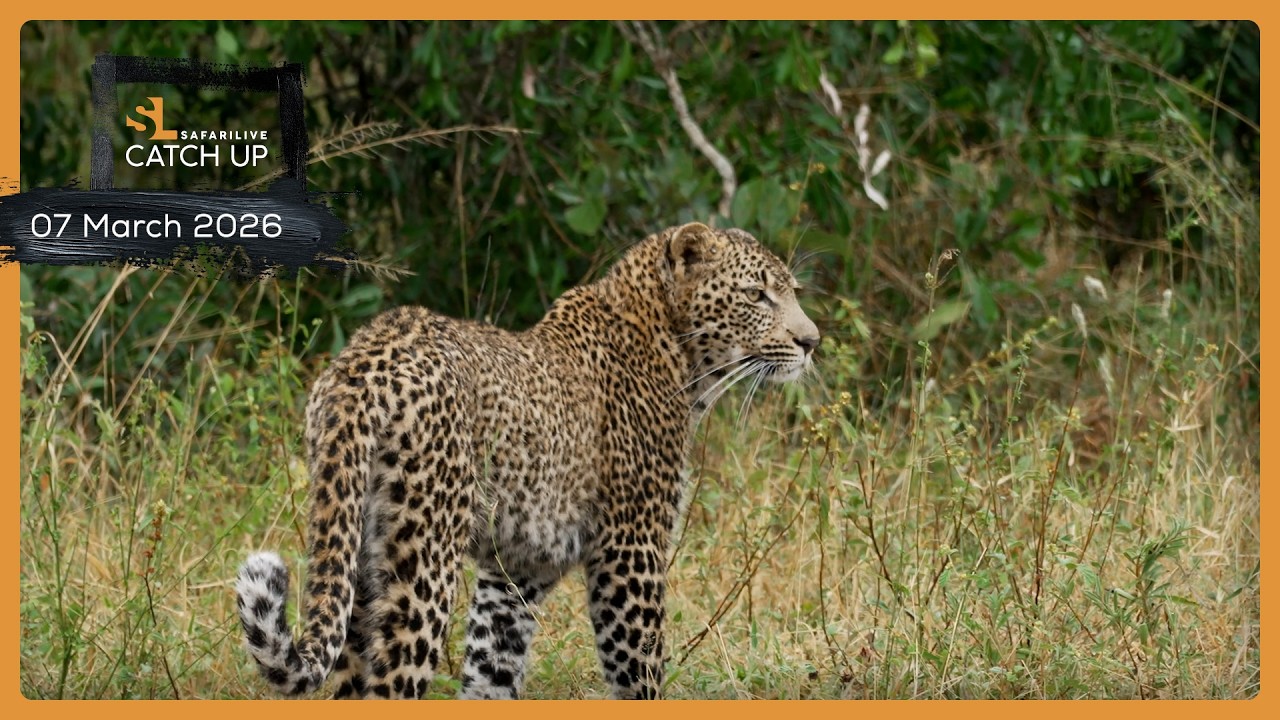 Леопарды, львы и слоны — SafariLIVE Catch Up, 7 марта 2026 г.