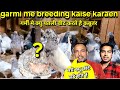 Garmi ke mosam me breeding kaise karaen  kyarish kadri pigeon