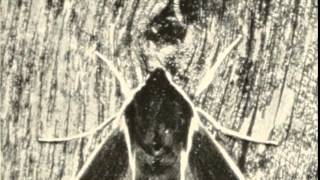 Insect War(昆虫軍)/CYBER DIVA