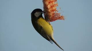 Birds Of The Worldbeautiful Birds Of The World