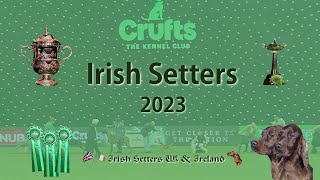 Crufts Irish Setters 2023