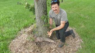 Stem Girdling Root Removal in Established Trees