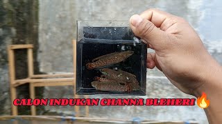 Add ammunition to the potential broodstock of Channa Bleheri gess🔥 #channa #channableheri #fish #...