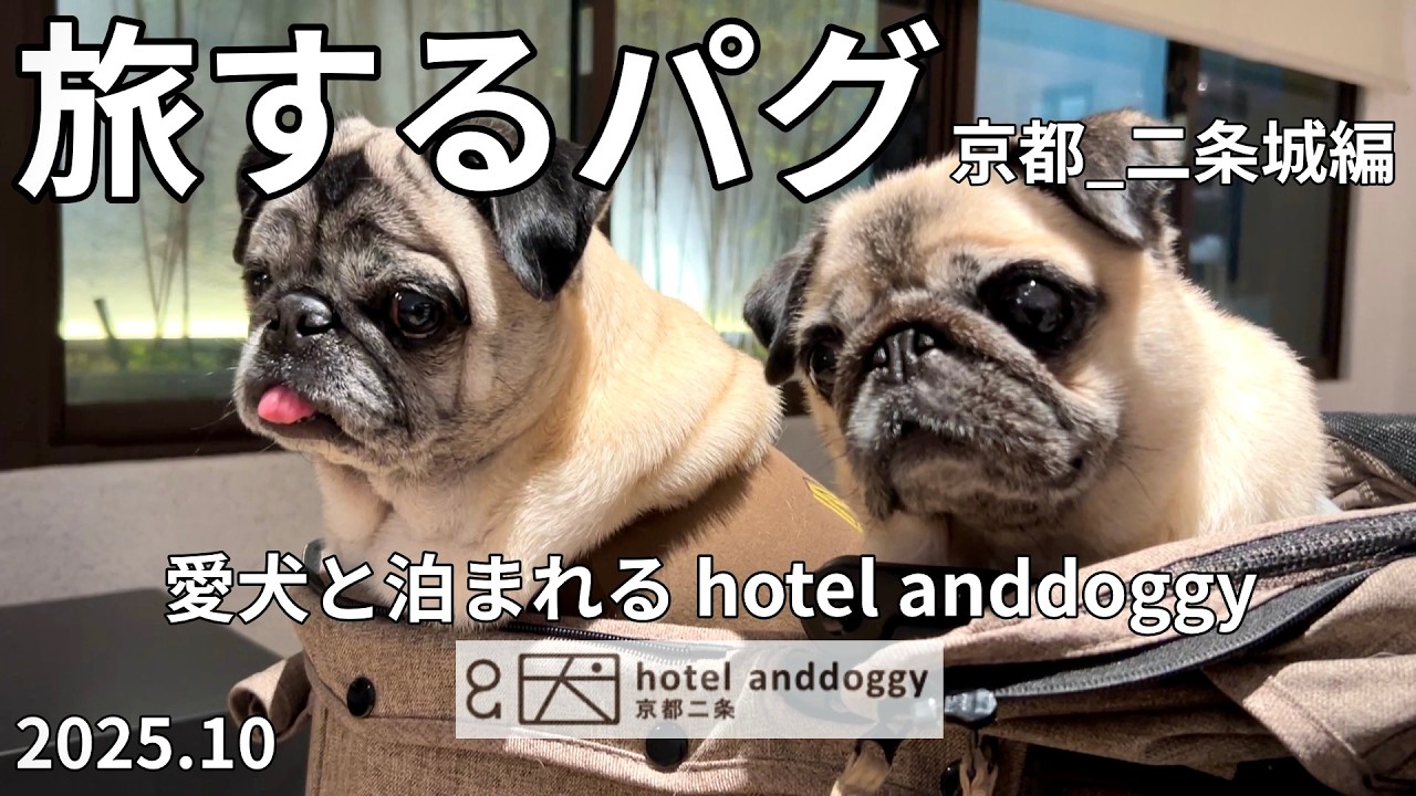 旅するパグ 京都_二条城編『愛犬と泊まれる hotel anddoggy京都二条はワンコにとって最高のホテルでした！🐾』