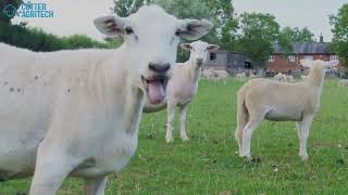Putting The Enjoyment Back Into Sheep | Cotter Crate Sheep + Lamb Handler