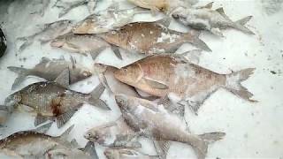 Дубна. Домкинский залив 17-18.01.2018