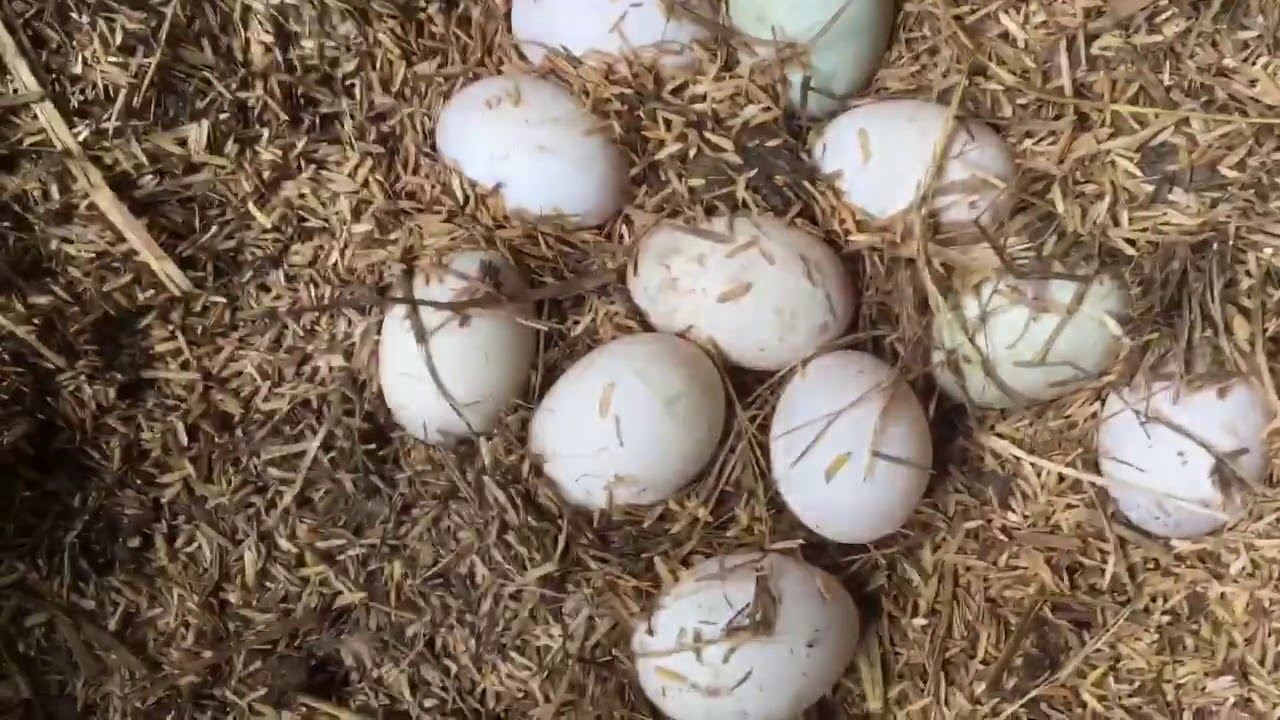 เก็บไข่เป็ดยามเช้าหลังเปลี่ยนแกลบรองพื้น lวิมานดินฟาร์ม