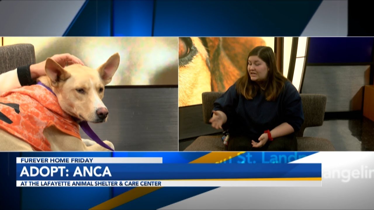 Furever Home Friday: Adopt Anca! Lafayette Animal Shelter and Care