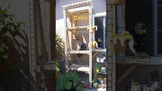 New Catio With Plants?