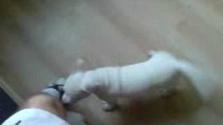 Puppies Fun Attack Video Look