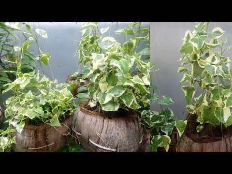 Video: Variegated Ivy Care - Lub Tswv Yim Kom Loj Hlob Ib Tug Noj Qab Haus Huv Ivy Cog