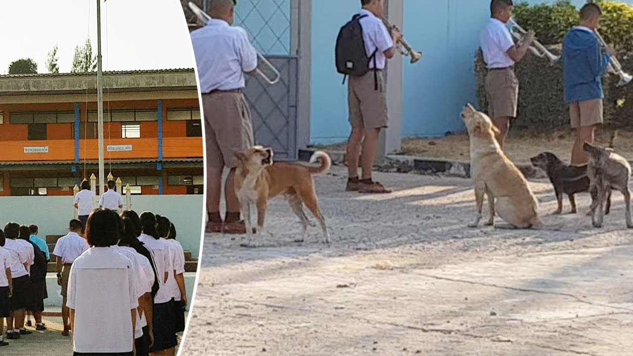 Stray Dogs Howl Along To Marching Band National Anthem YouTube