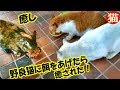 👀 癒し猫動画・野良猫に餌をあげたら癒された！招き猫ちゃんねる