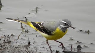 Горная Трясогузка / Grey wagtail / Ballerina gialla / Плиска гірська