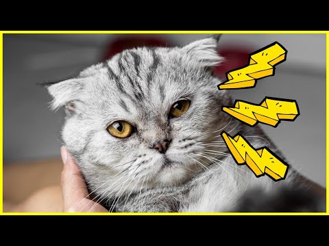 Video: Das Temperament von Orange Tabby Cats