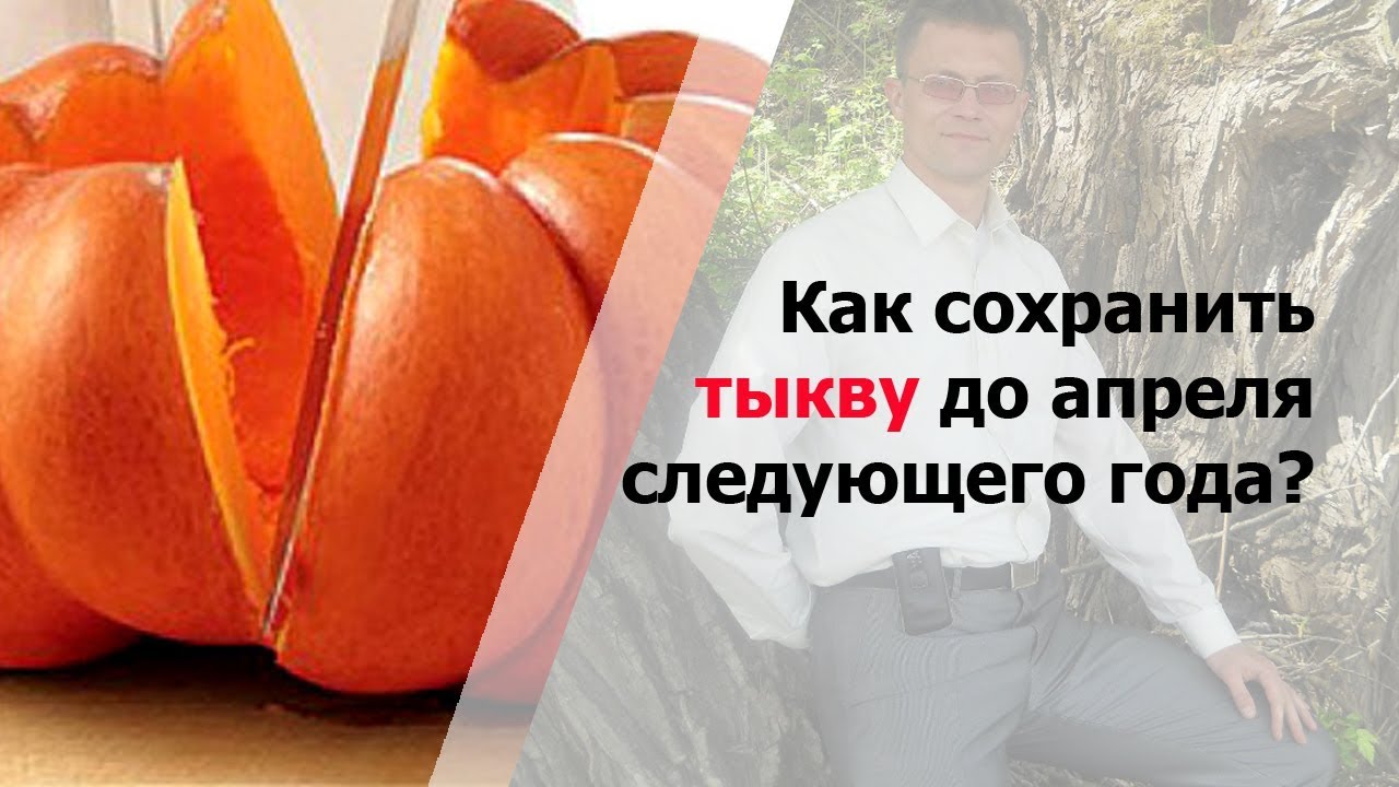 Как сохранить разрезанную тыкву в холодильнике. Как сохранить разрезанную тыкву в холодильнике