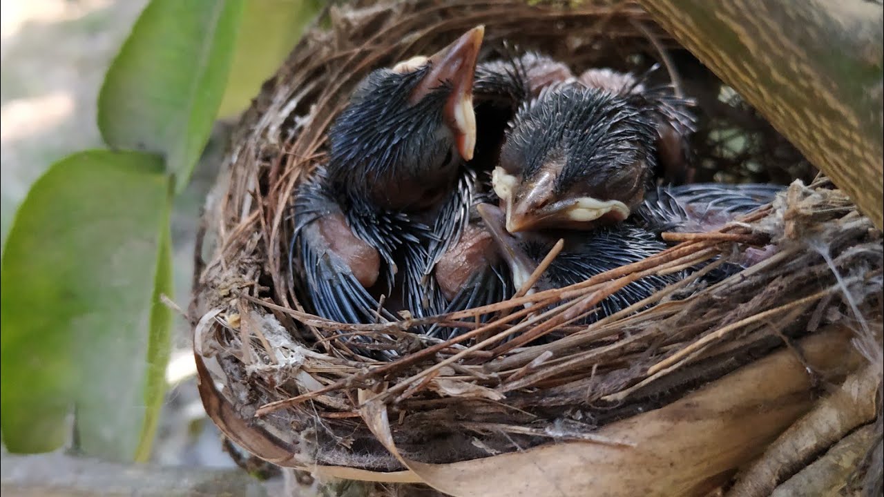 Live bird nest YouTube