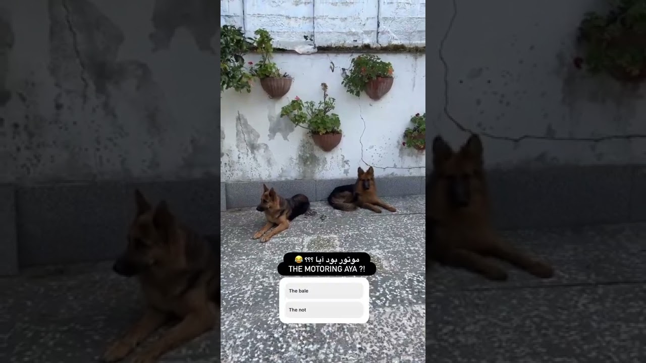 The most famous Instagram dog Ms. Tida 1.8 m followers & her daughter Miss Shila