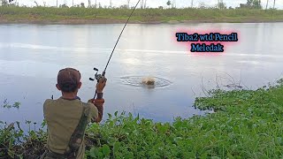 Download Lagu GUDANG TOMAN DISERANG HAMA STRUMER MP3