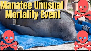Florida Manatees Are in Serious Trouble...