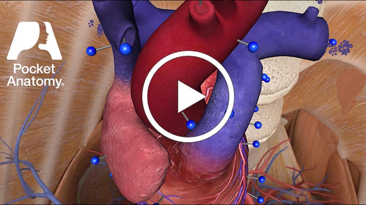 Pocket Heart YouTube