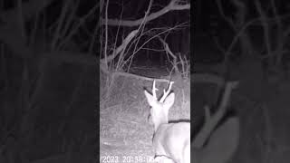 Gran Macho de Corzo | #animales #deer #fauna #nature #wildlife #galicia #naturaleza #corzo  #life