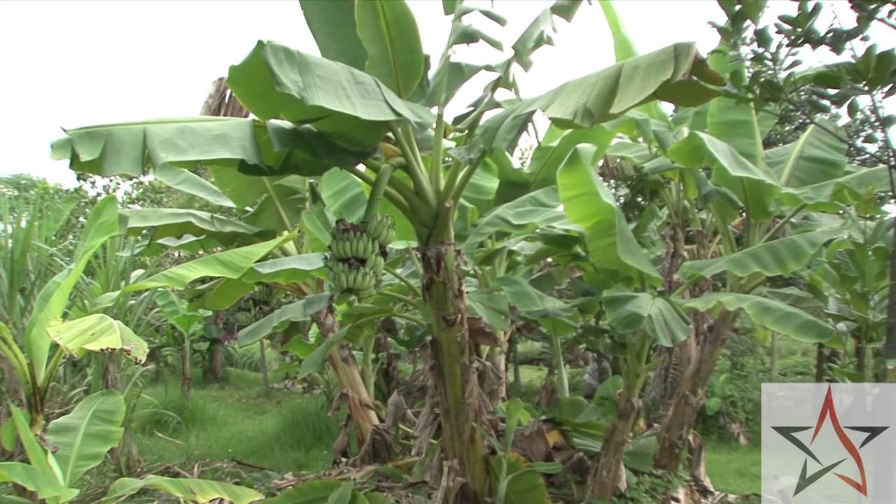 Wild Singapore Bollywood Veggies Organic Farm YouTube