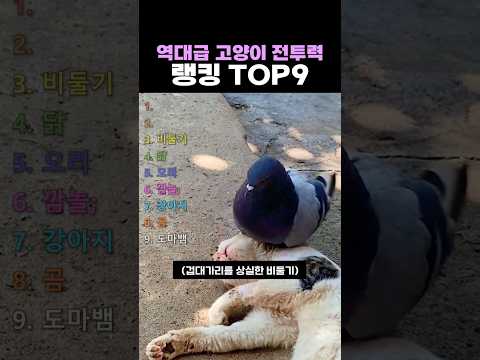 역대급 고양이 전투력 랭킹 TOP9