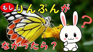 【蝶の鱗粉】美は正義。私が美しい理由（わけ）【ハテナくんの面白いいきもの雑学/チョウのトリビア】