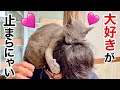 婿のことが大好きすぎて 頭を羽交い締めにする猫
