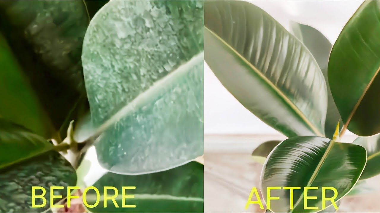 Rubber plant care| Rubber plant cleaning leaves| Rubber plant| Rubber