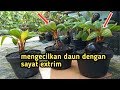 Cara membuat daun bonsai kelapa extra mini dengan sayat extrim