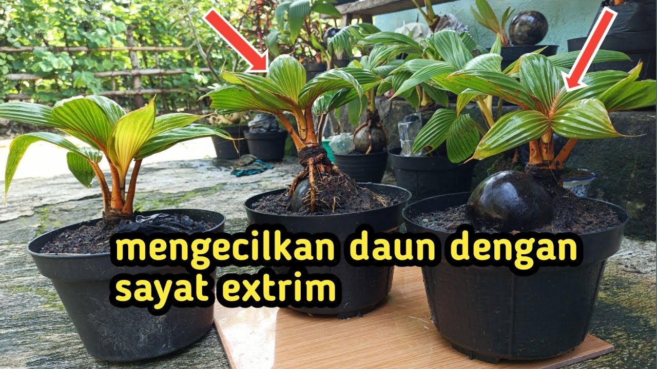 Cara membuat daun bonsai kelapa extra mini dengan sayat ...