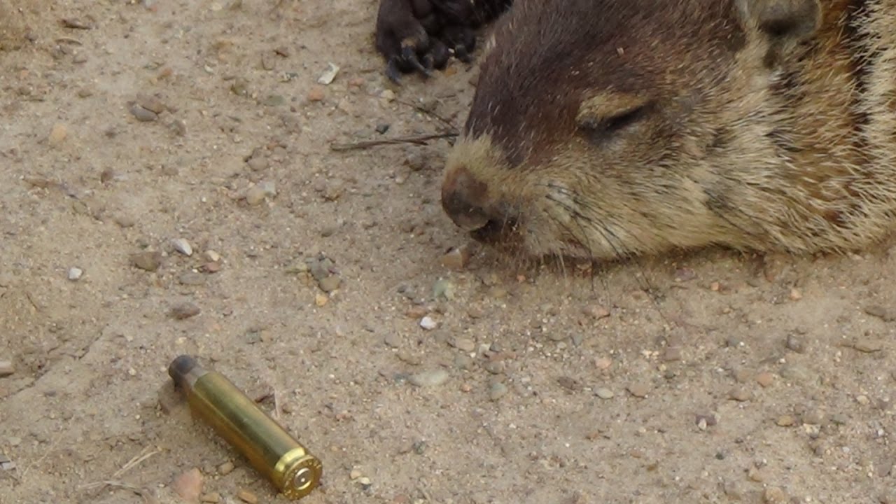 Groundhog Hunt 46 Savage 12 22250 at 650 yrds & .243 win YouTube