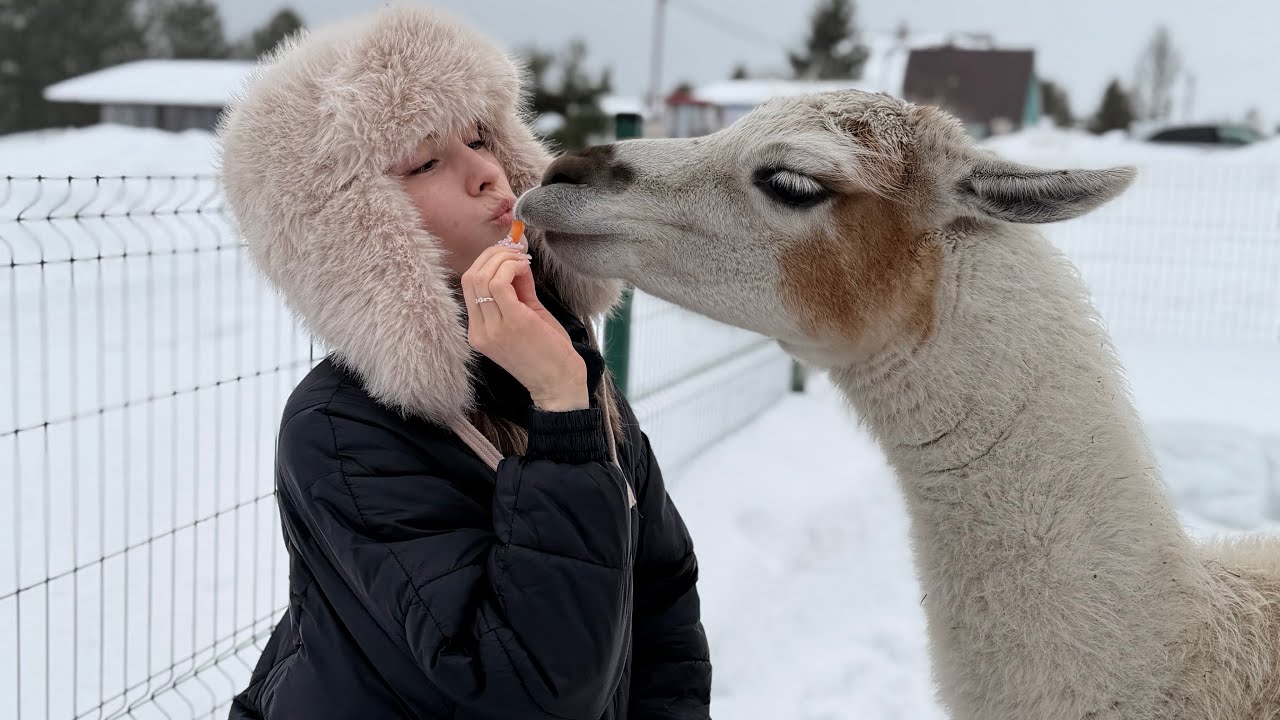Альпакалипсис 🔥 Альпаки России 