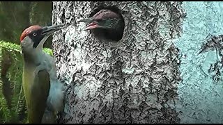 Woodpecker Hungry Chicks Calling Sounds