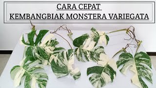 CARA CEPAT KEMBANGBIAK MONSTERA VARIEGATA PART 2