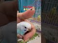 I.love mom #birds #lovebird #lovebird #parrot #lovebirdsfarming #talkingparot #cute #birdlove