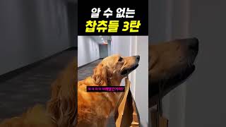 알 수 없는 챱츄들 3탄 #강아지쇼츠 #강아지영상 #골든리트리버