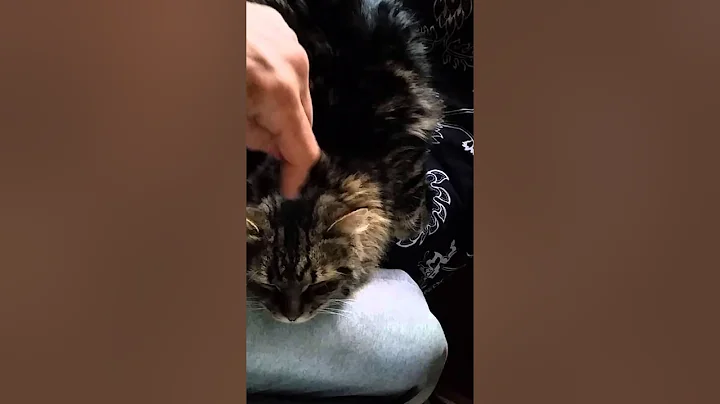 Video 8290051: siberian cattery, siberian kitten