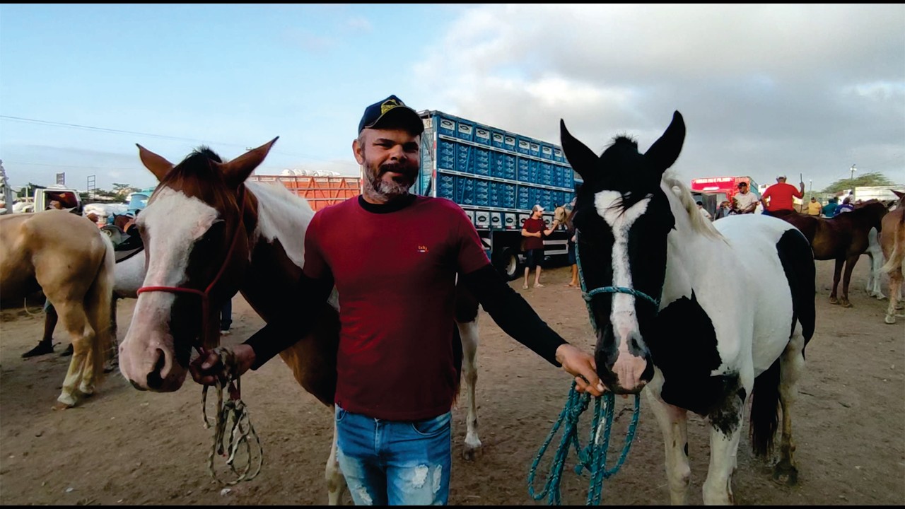 FEIRA DE CAVALO DE CARUARU - PE  PARTE - 1 TERÇA: 24/02/2026 #cavalo