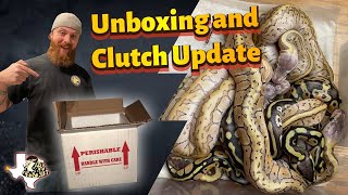 My First Ball Python Unboxing of 2021 | First Ball Python Clutch Update