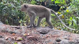 Capuchin Monkey & Find Food #part 02