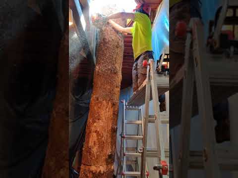 Cutting a tree trunk down inside a restaurant